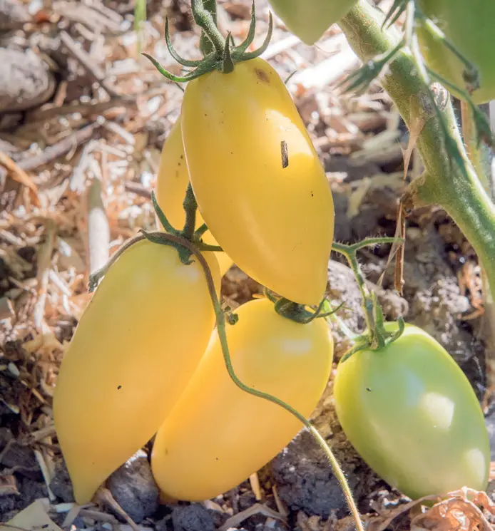 147_Banana_cream_Studer_Tomatenglck_9783258084718_(c)Martin_Studer_RGB